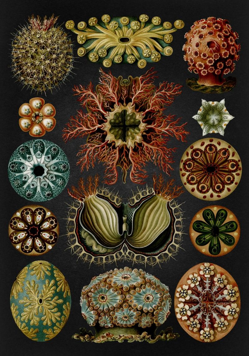 Vintage Haeckel 19 Tafel 85 Seescheiden poster de Vintage Print Collection