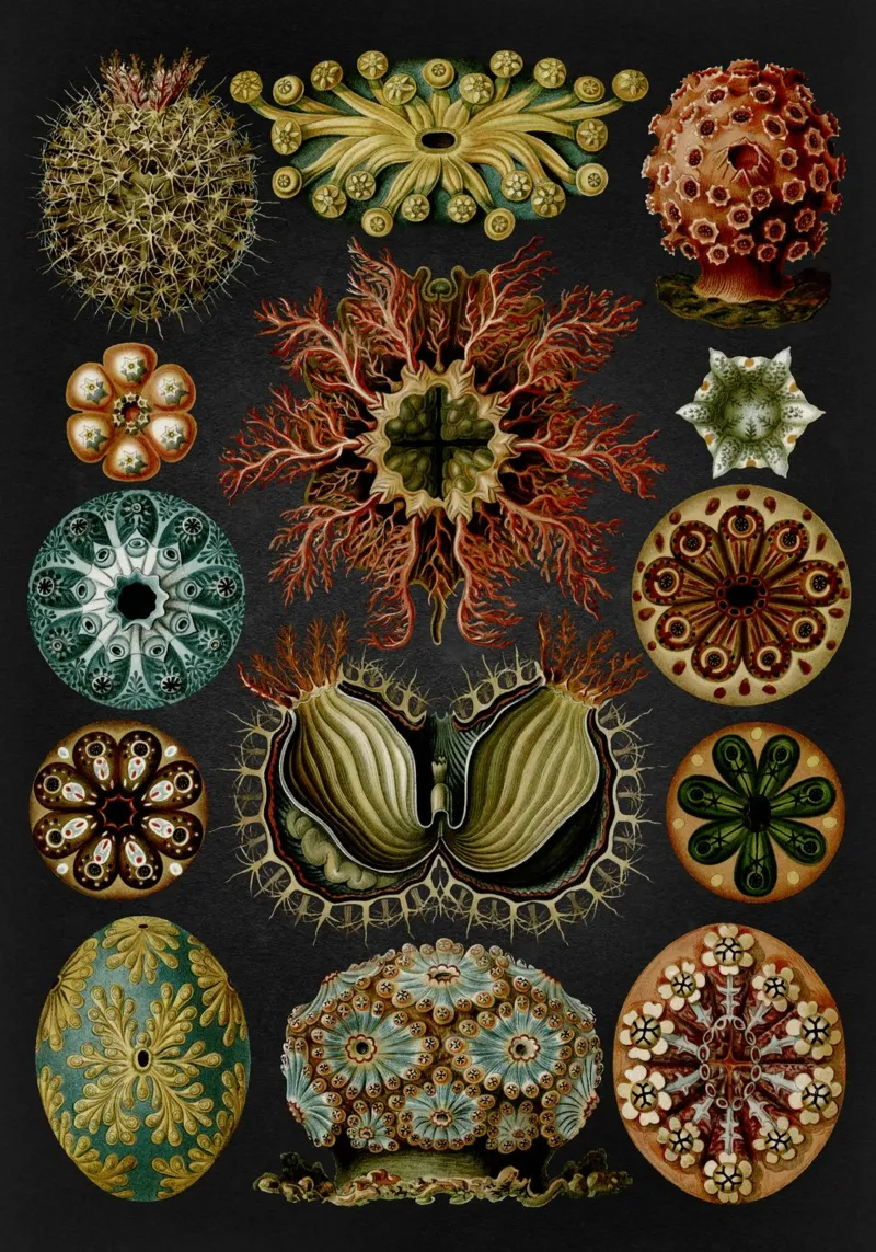 Vintage Haeckel 19 Tafel 85 Seescheiden poster with wooden frame by Vintage Print Collection