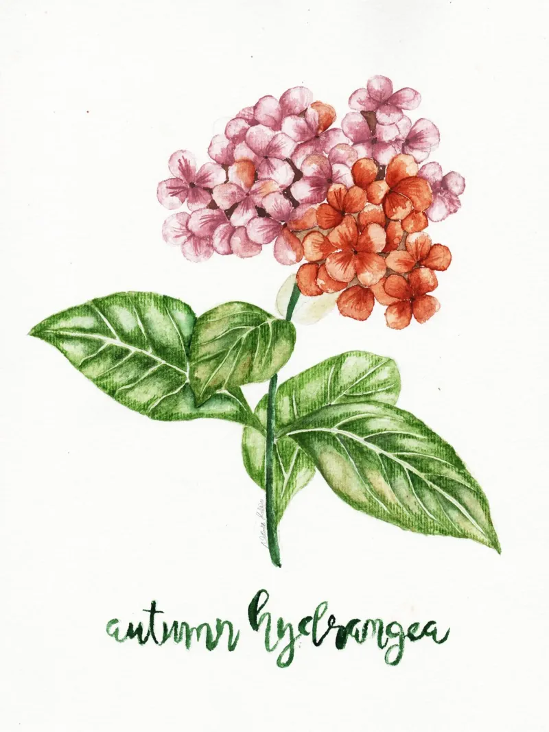autumn hydrangea pellicola backlit da Nathys_illustration