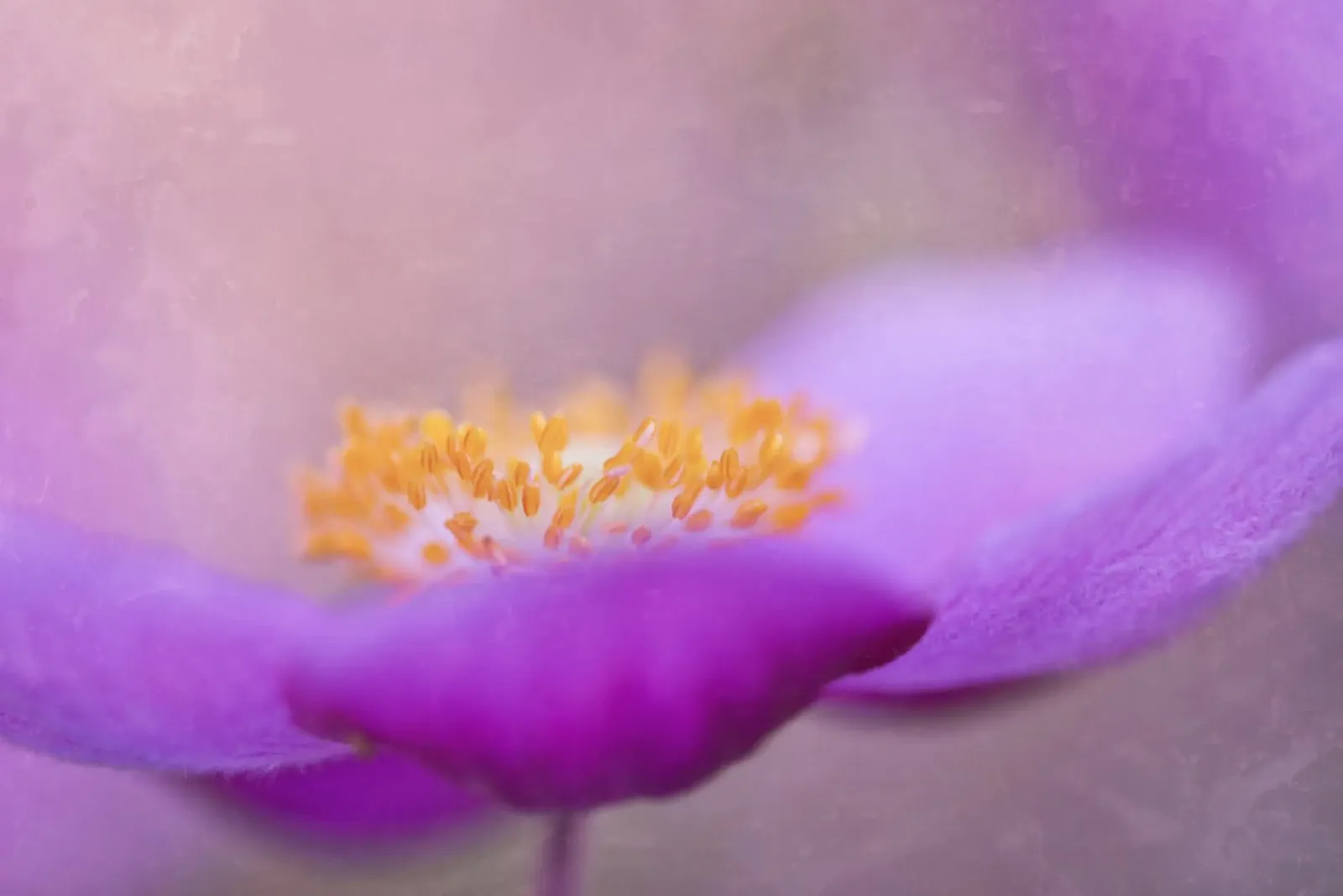 grace alluminio dibond da Visuelle Poesie am Wegesrand