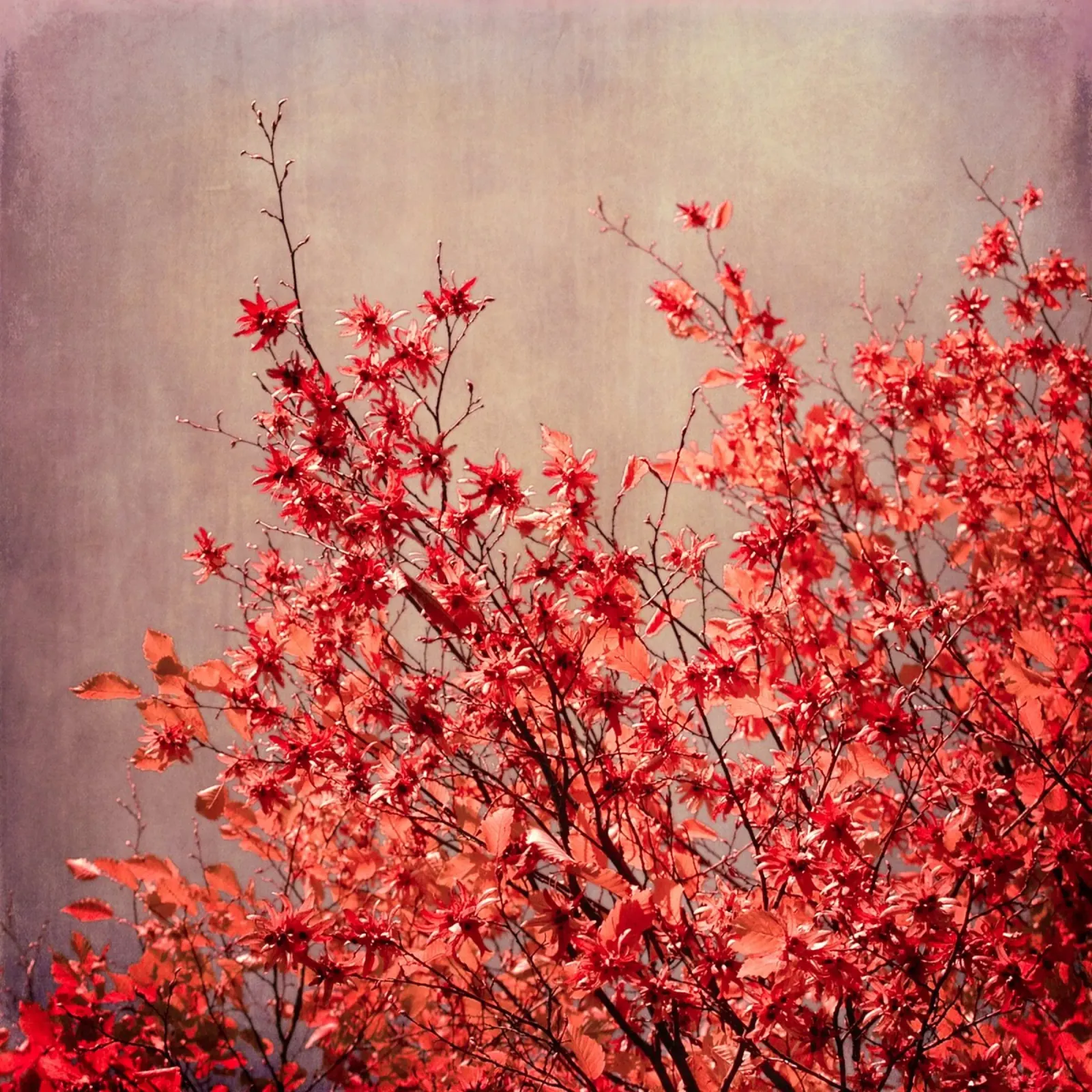 autumn red carta hahnemühle da Visuelle Poesie am Wegesrand