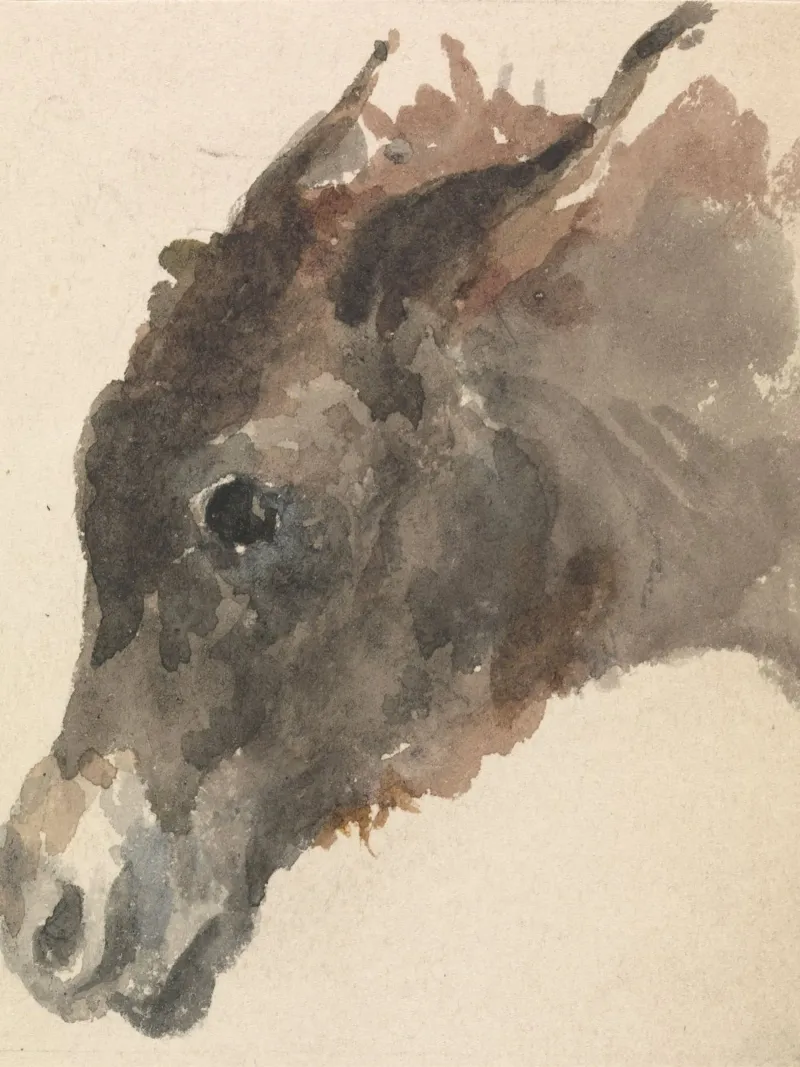 Head of a Donkey plexiglass da vintageshop