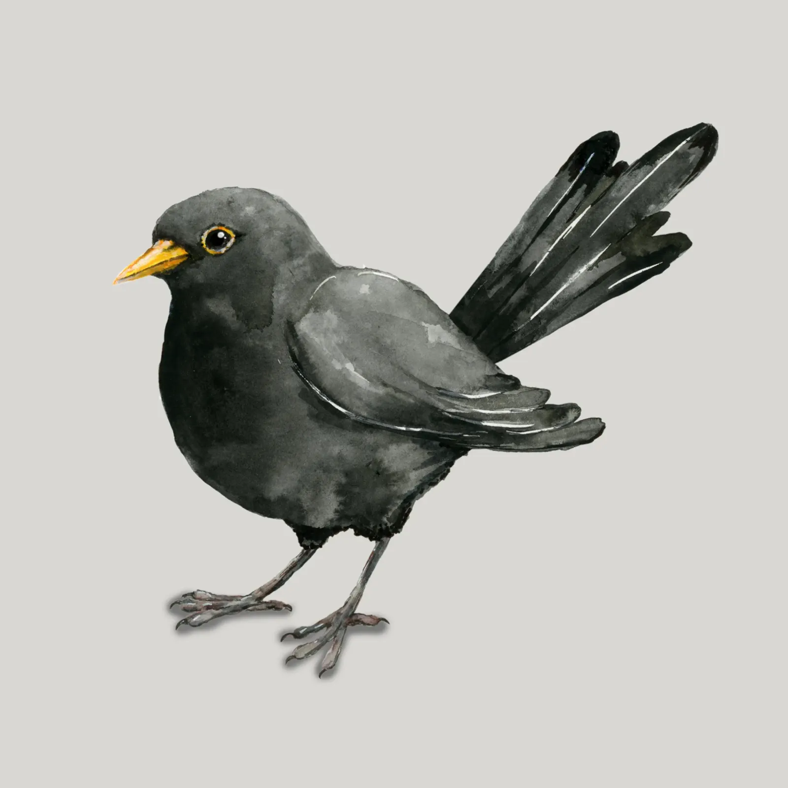 Blackbird ink drawing canvas by BwiseLizzy