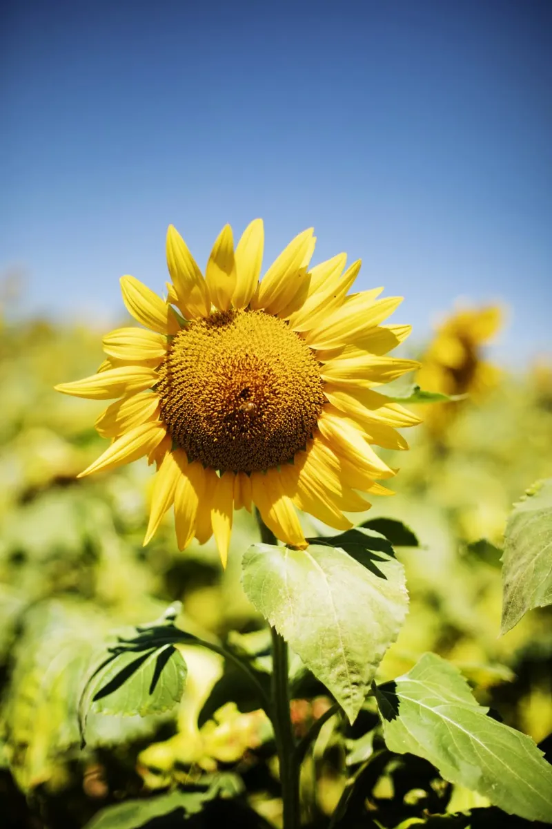 Sonnenblume in Bourgogne - Franche Comté, Frankreich pellicola backlit da Simon Koy