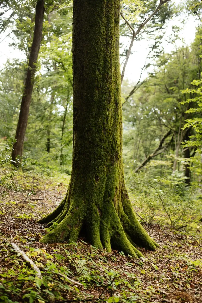 Baum in Bourgogne - Franche Comté, Frankreich carta hahnemühle da Simon Koy