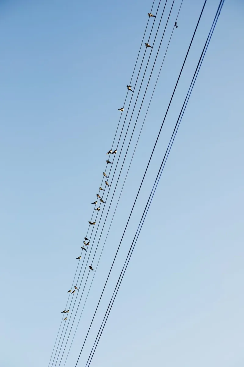 Uccelli sulle linee elettriche in Bourgogne - Franche Comté carta hahnemühle da Simon Koy