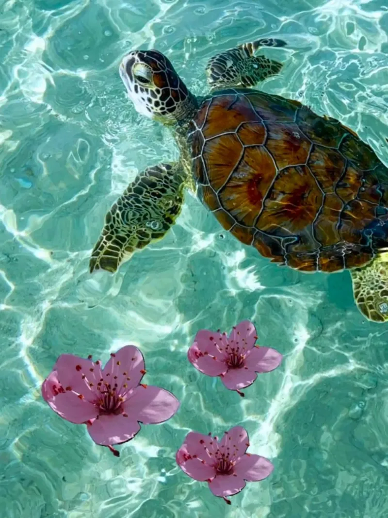 turtle flower carta hahnemühle da ryan