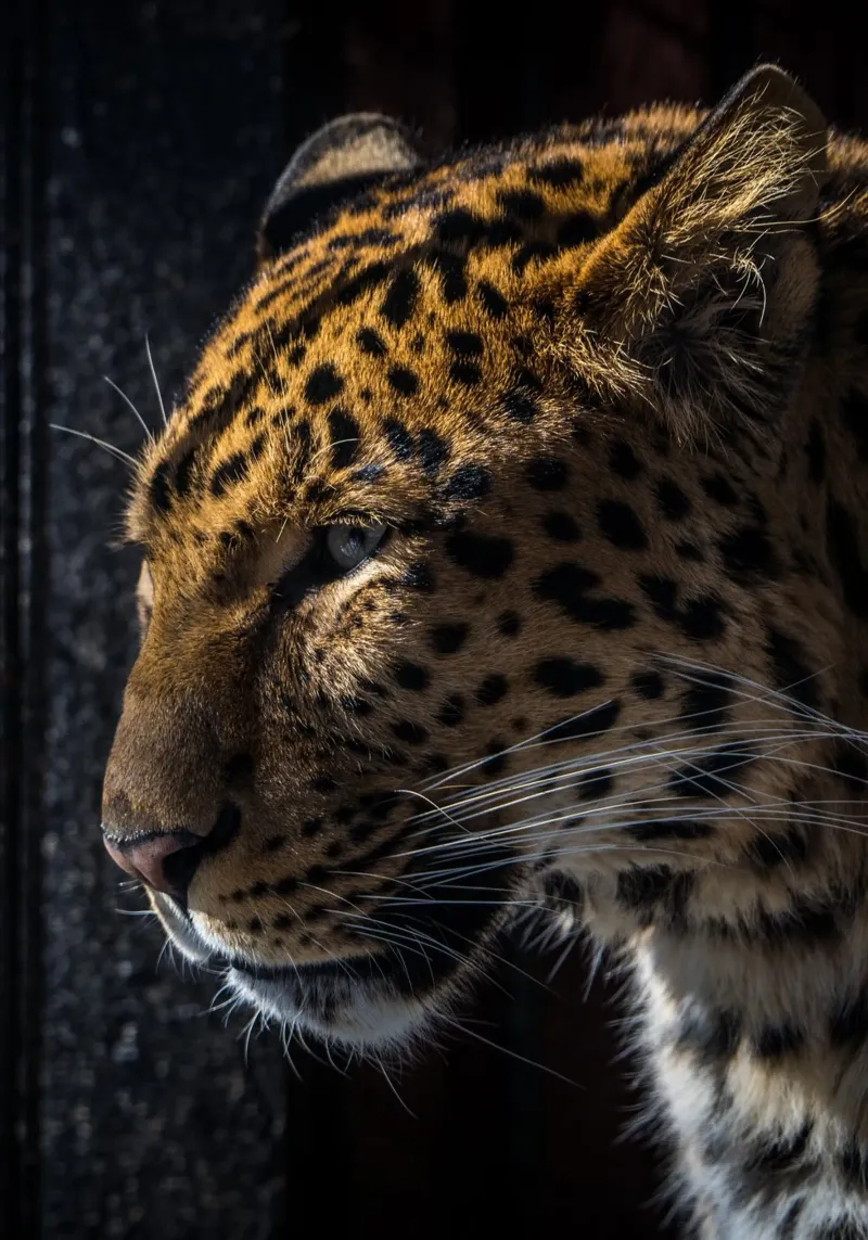 Leopard carta hahnemühle da nabakumov