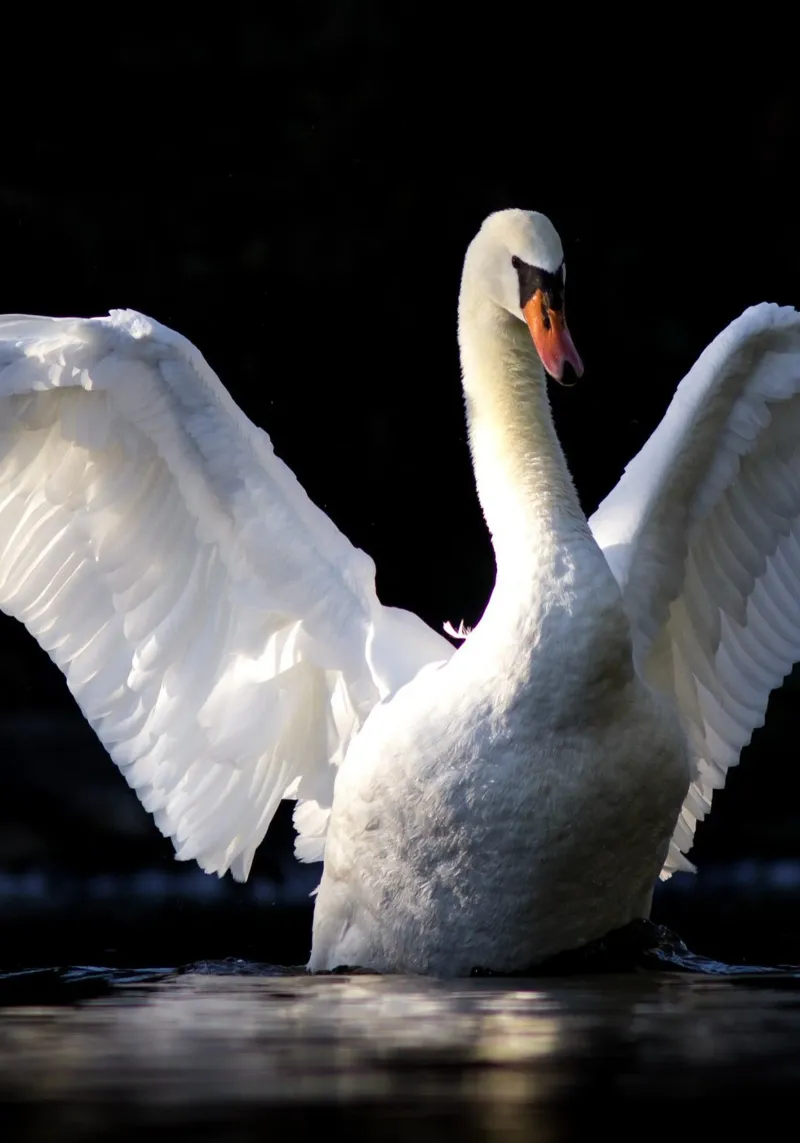 Swan carta hahnemühle da nabakumov