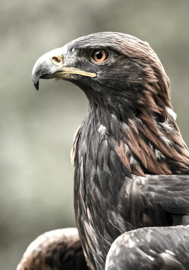 Bald Eagle alluminio dibond da nabakumov