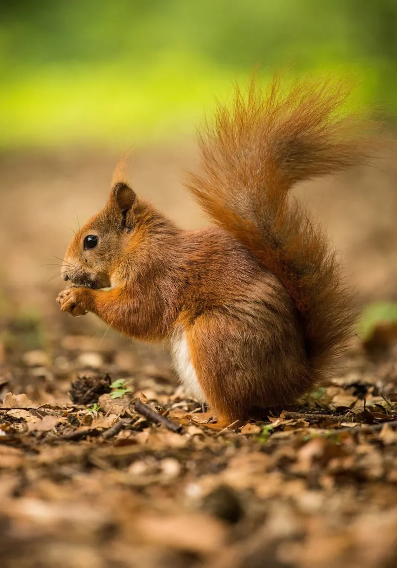 Squirrel carta hahnemühle da nabakumov