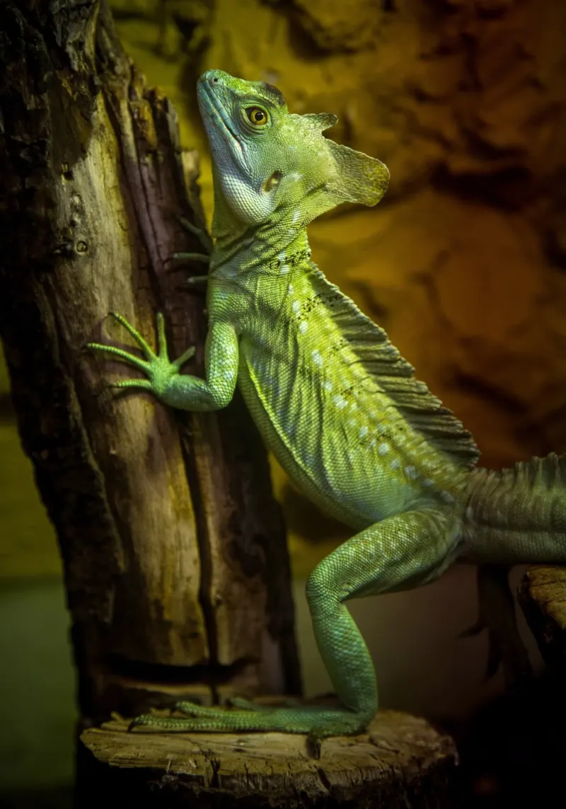 Green Lizard carta hahnemühle da nabakumov