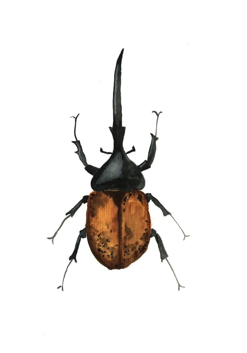 Dynastes Hercules Beetle plexiglass da Nathys_illustration