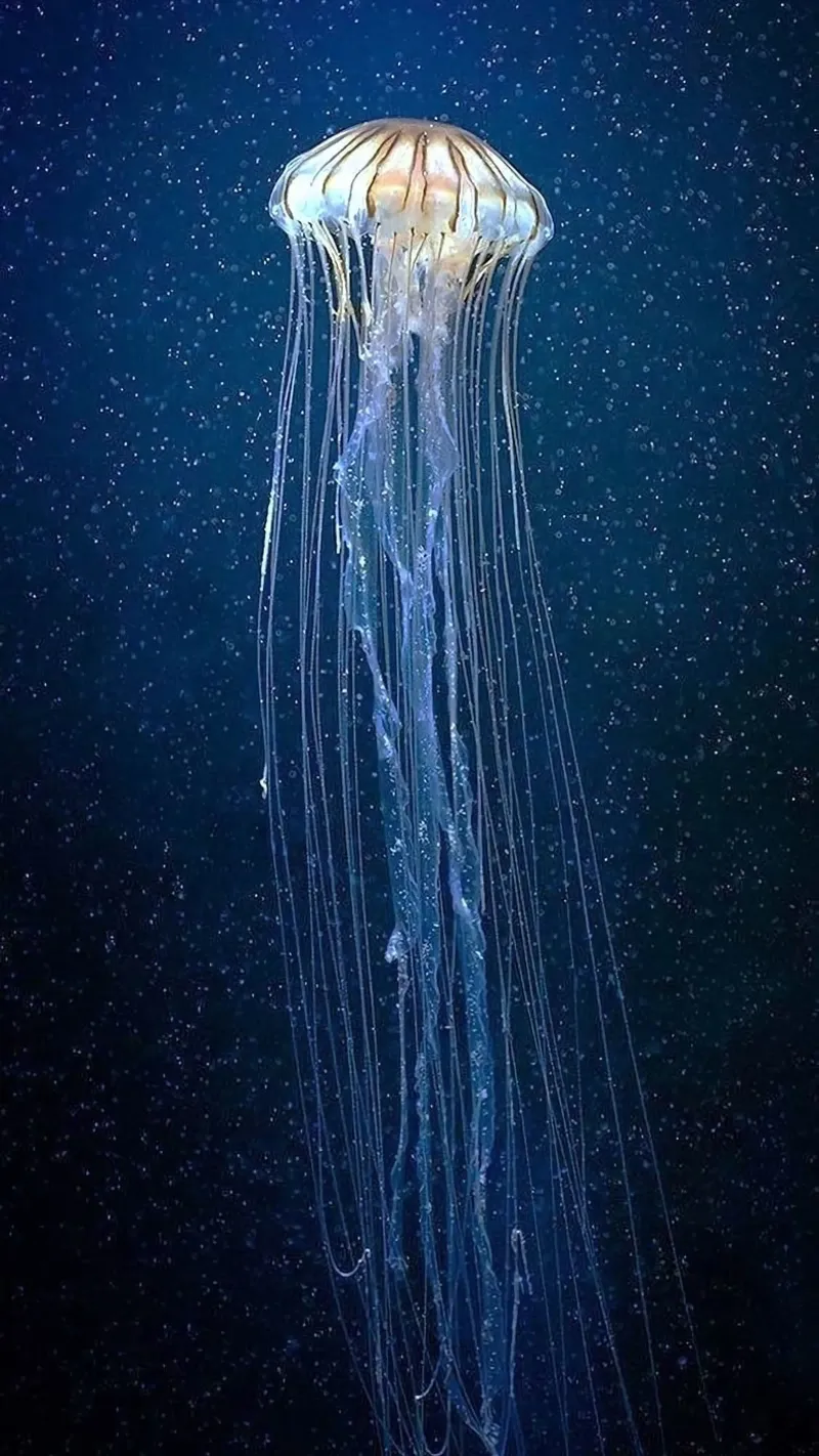 epic jellyfish pellicola backlit da ryan