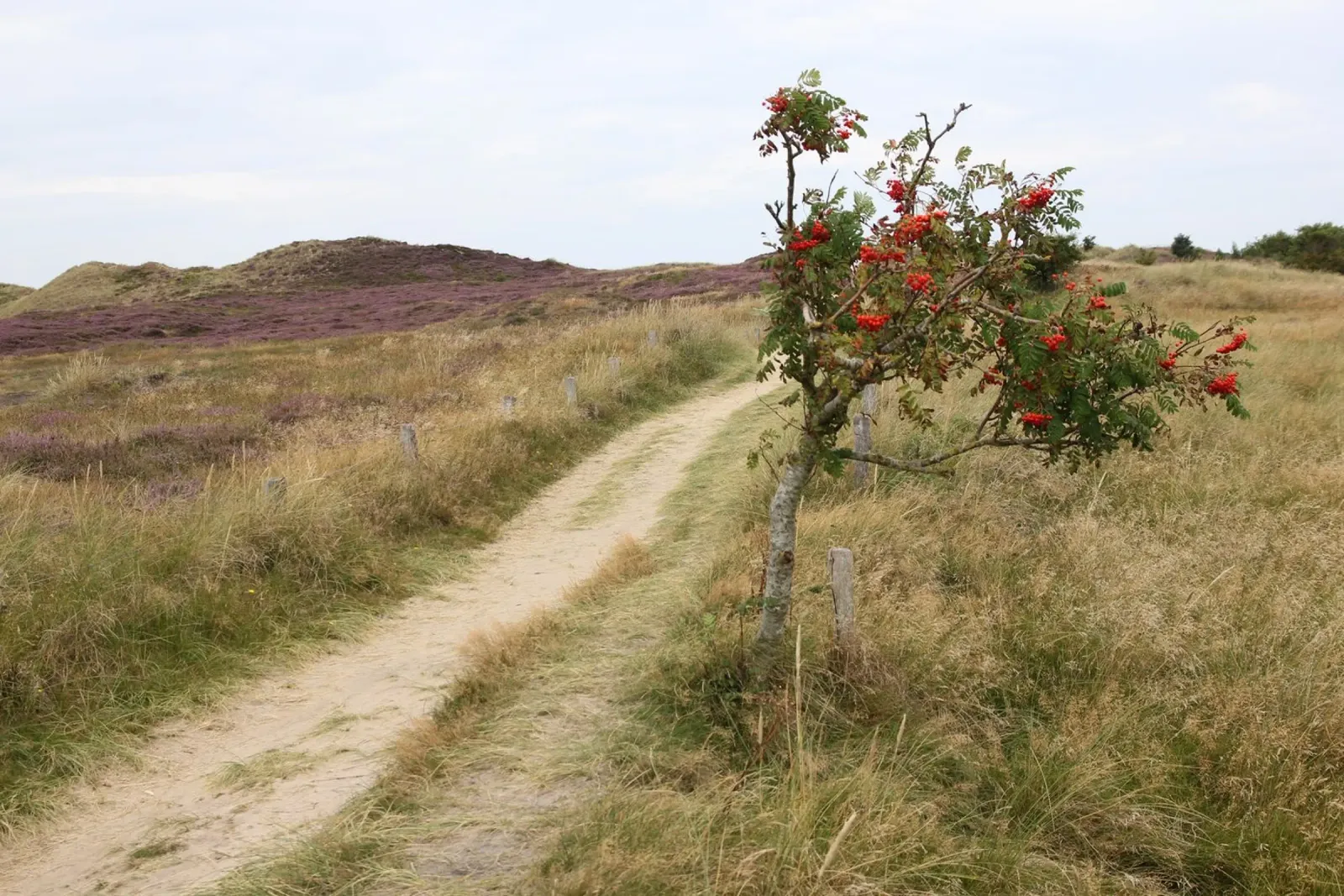 Path through the heath canvas by eyes & tries
