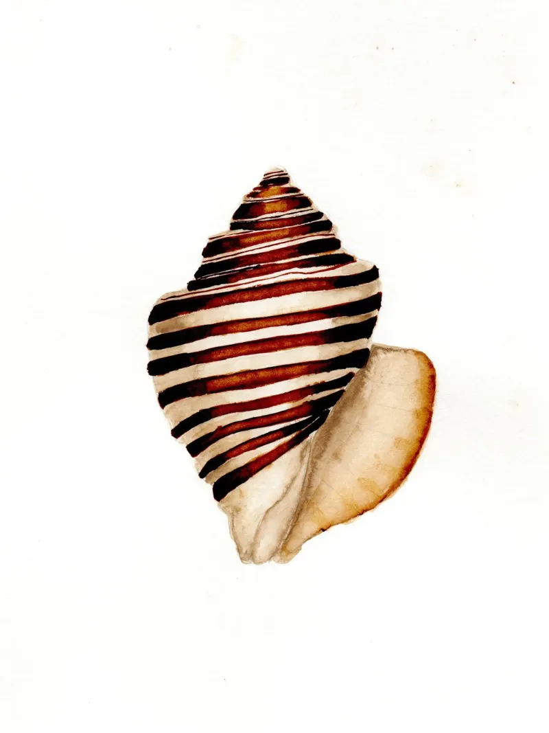 stripe shell metacrilato de Nathys_illustration