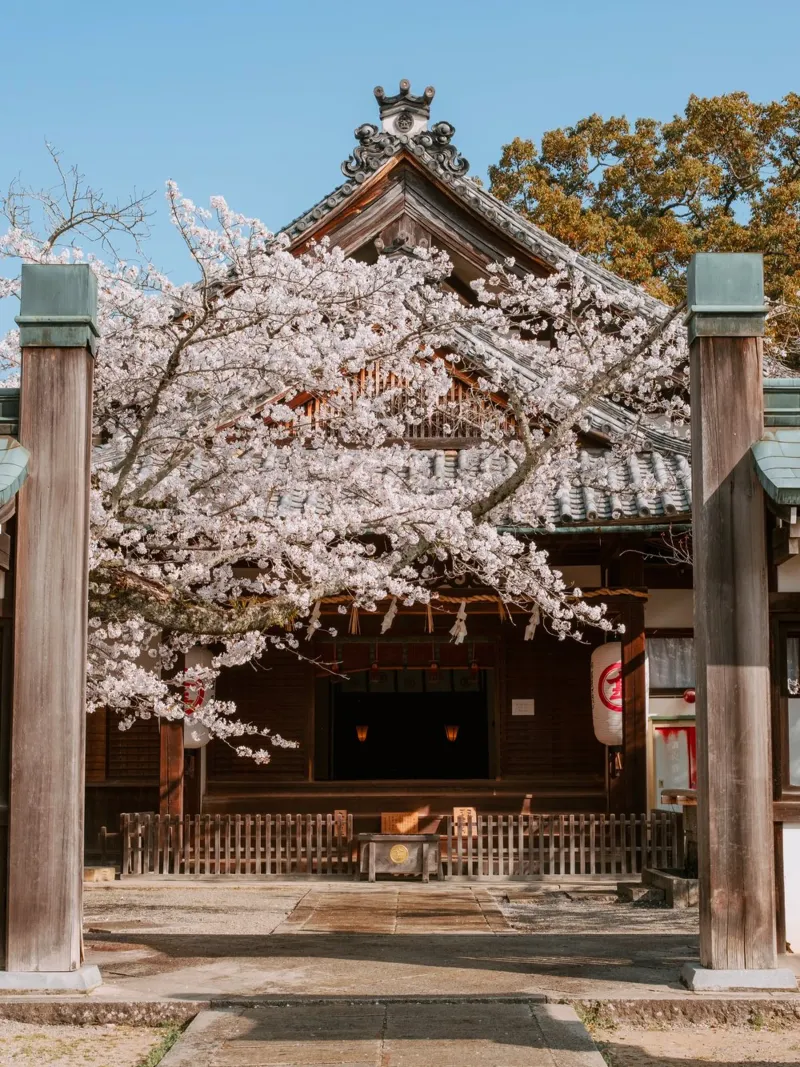 Tempio dei ciliegi in fiore a Shikoku, Giappone carta hahnemühle da Marcel Bisig