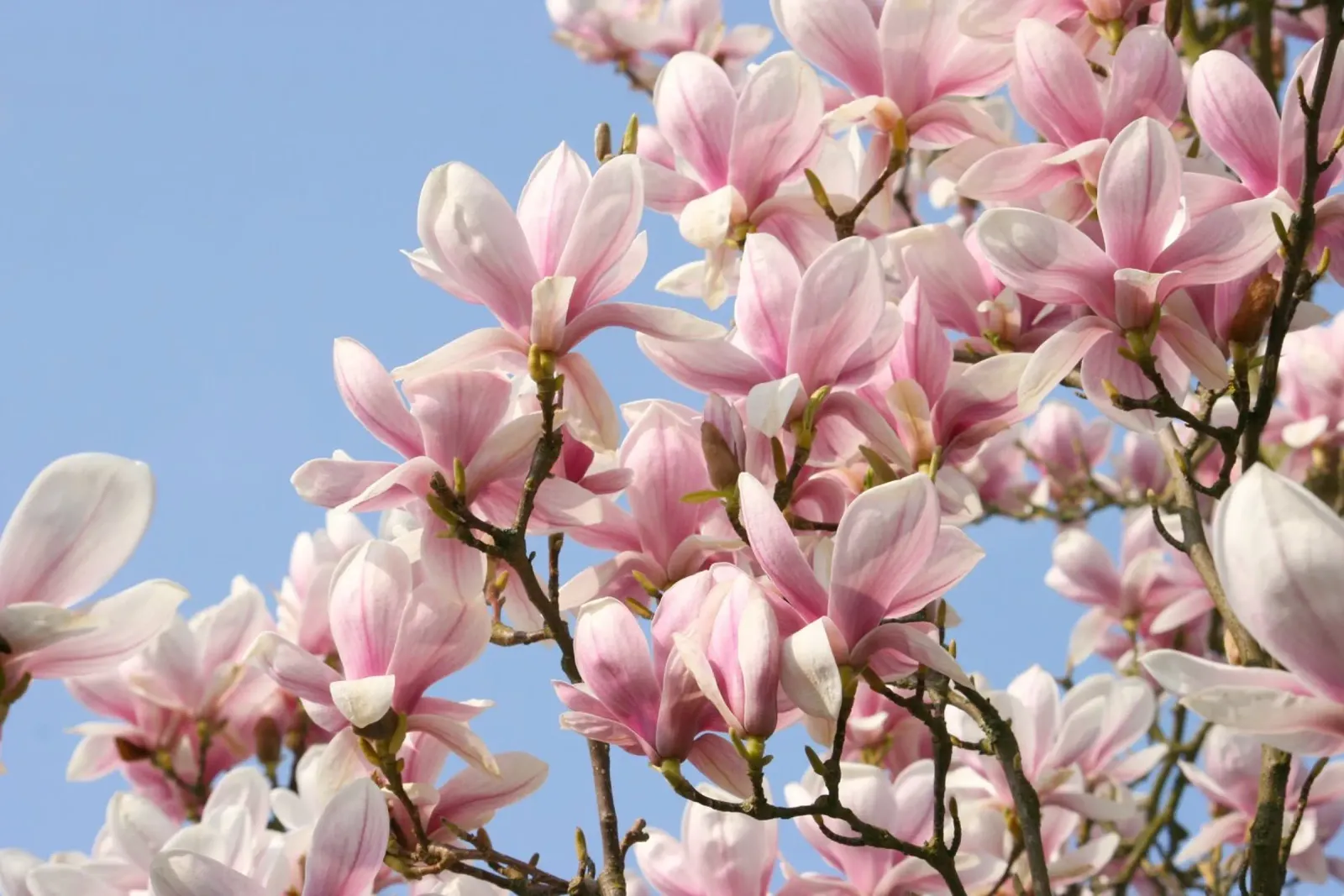 Magnolia carta hahnemühle da eyes & tries