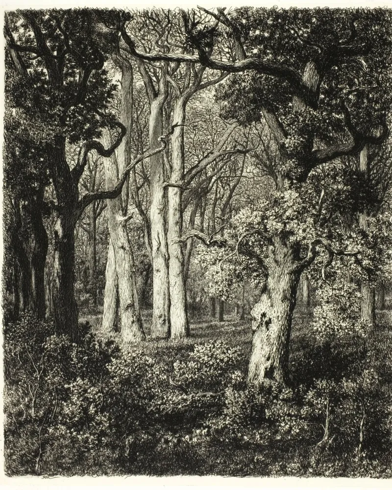 black and white forest drawing carta hahnemühle da vintageshop