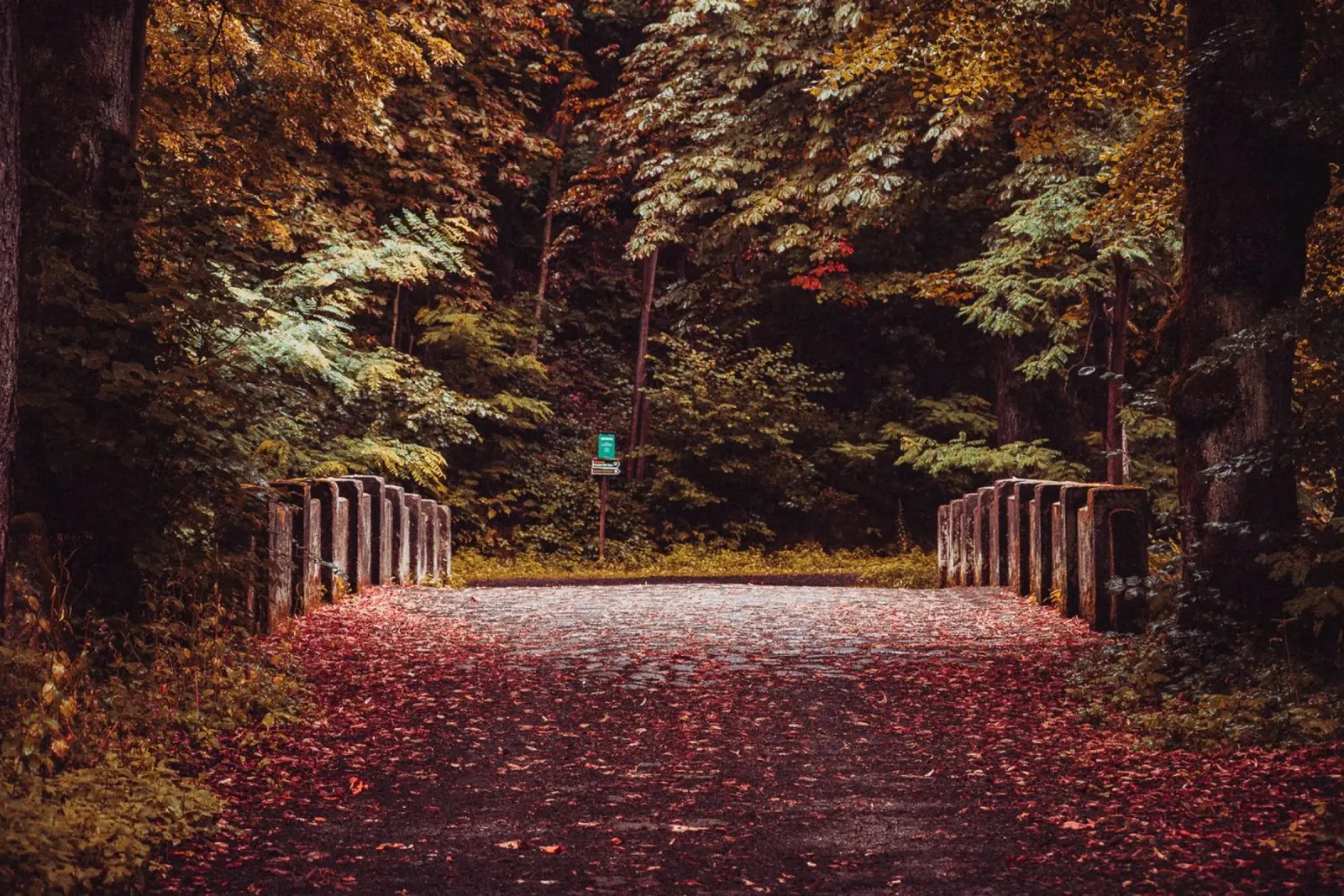 Lonely bridge in autumn | Autumn leaves | Forest & trees canvas by Bold and Retro