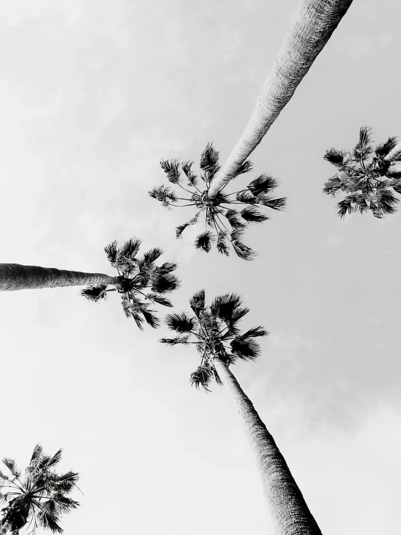 Palme in bianco e nero plexiglass da Black And White