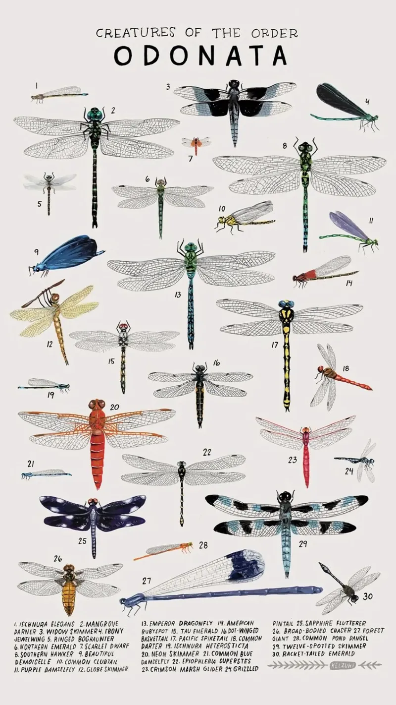 Odonata alluminio dibond da Julia Atelier