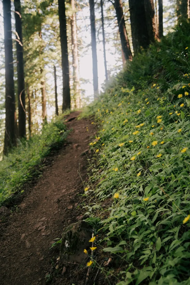 Dandelion Path canvas by wowhannahphotos