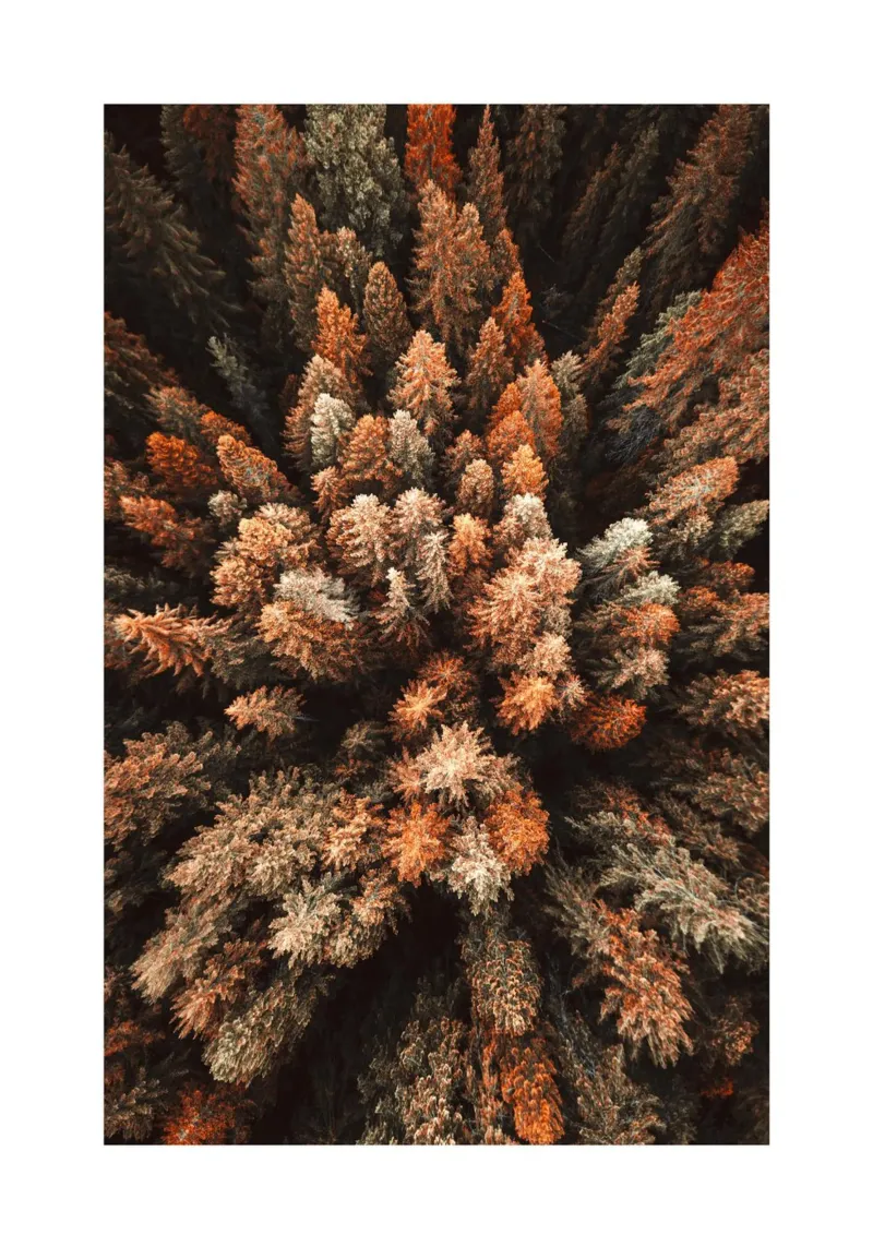 Foresta d'autunno plexiglass da Isaac Murray
