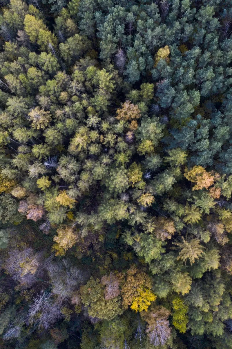 yellow autumn in the forest pellicola backlit da Studio Nahili