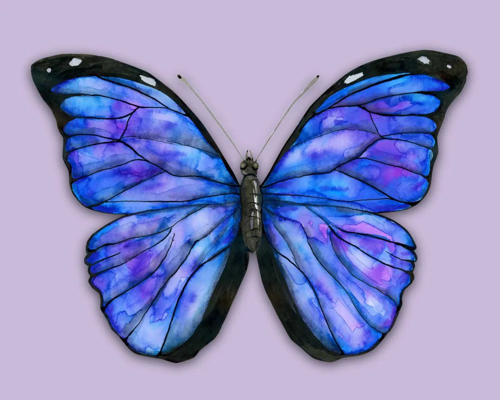 Farfalla Morpho menelaus acquerello pellicola backlit da BwiseLizzy