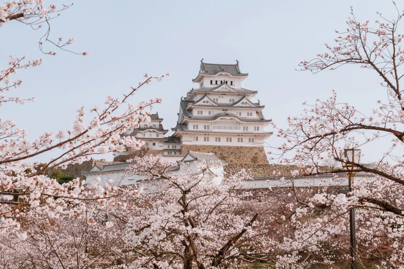 I ciliegi in fiore del castello di Himeji, Giappone pellicola backlit da Marcel Bisig