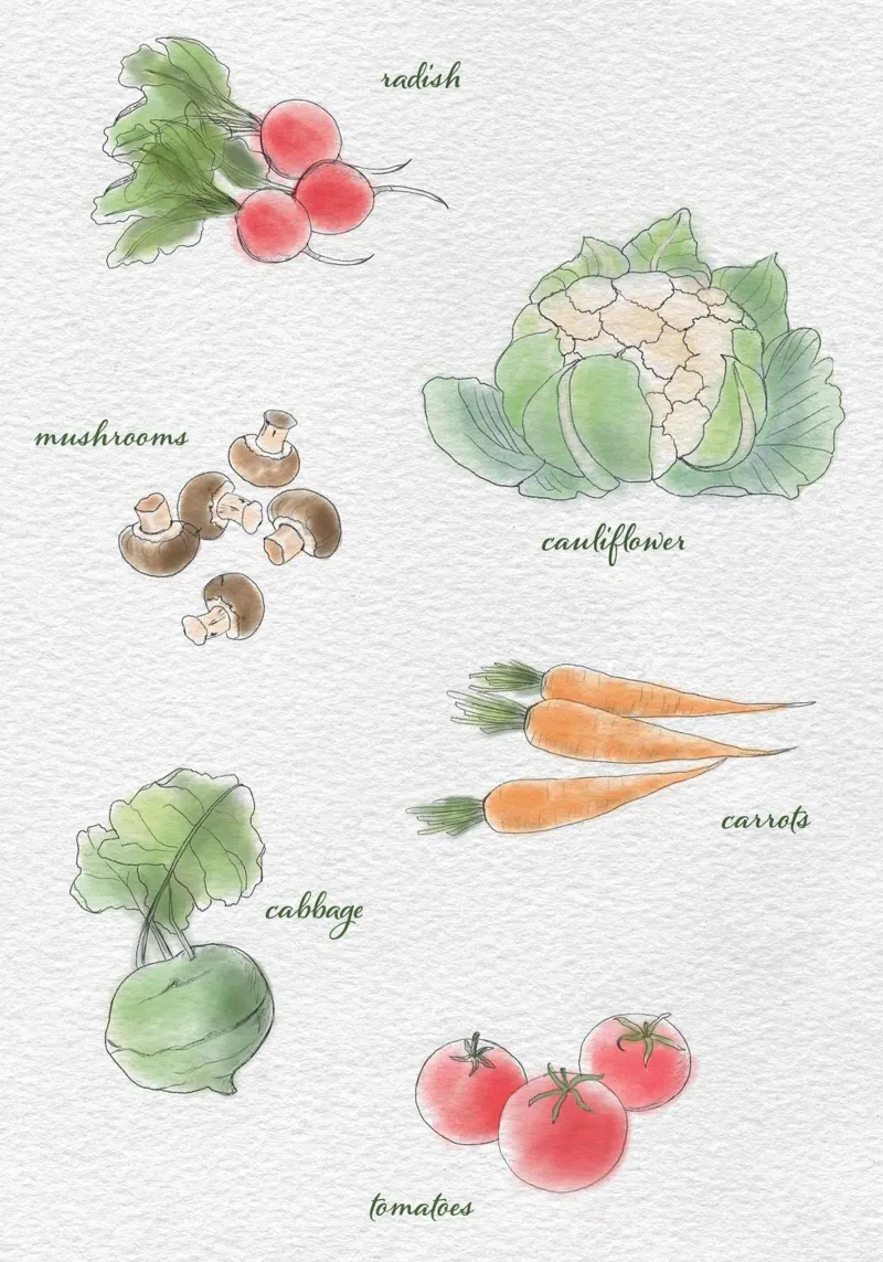 Vegetable varieties drawn canvas by Farbwelten