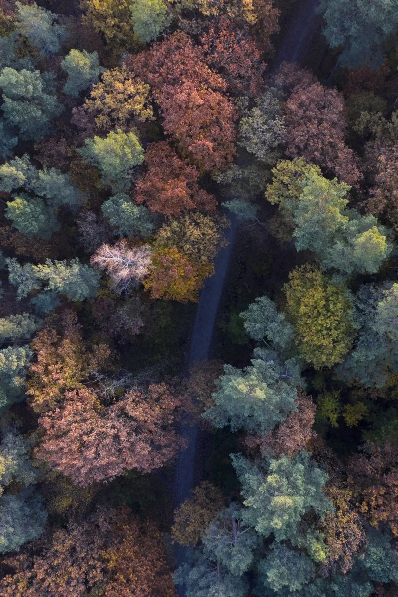 the walk through autumn forests pellicola backlit da Studio Nahili
