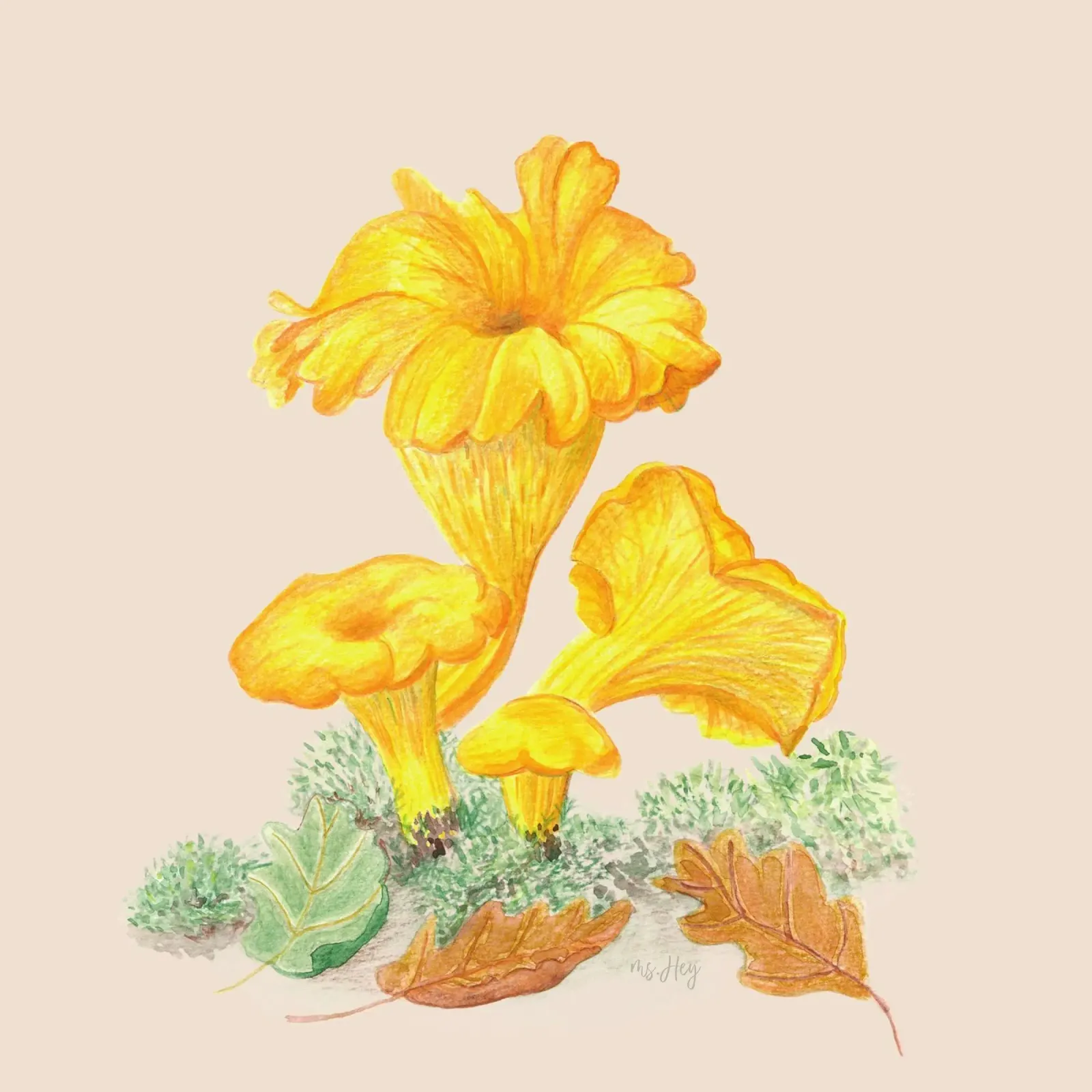 Chanterelle - Hand Painted Mushroom Illustration hahnemühle by ms.Hey! textildesign