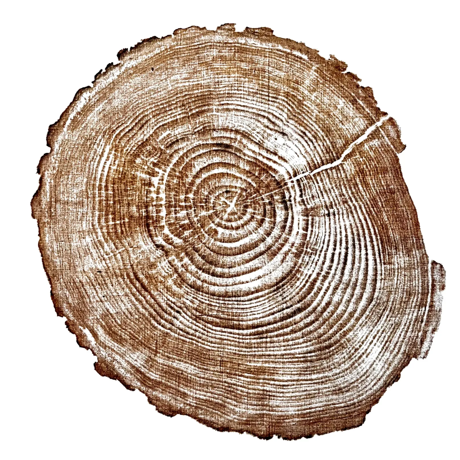 Anelli dell'albero fetta di legno carta hahnemühle da TAKU + TAKU