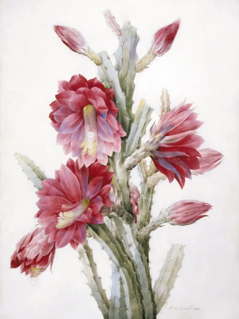 Un cactus in fiore di Pierre-Joseph Redouté poster da Venus Art