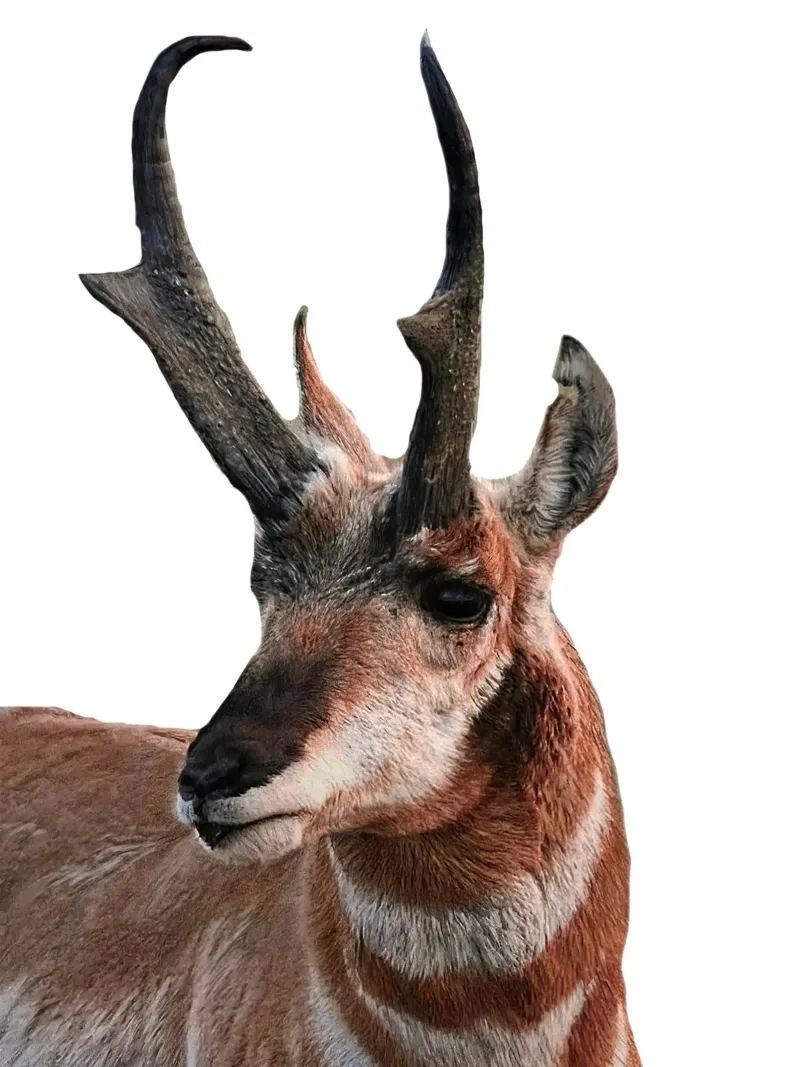 Proghorn Deer carta hahnemühle da Brook Soul King