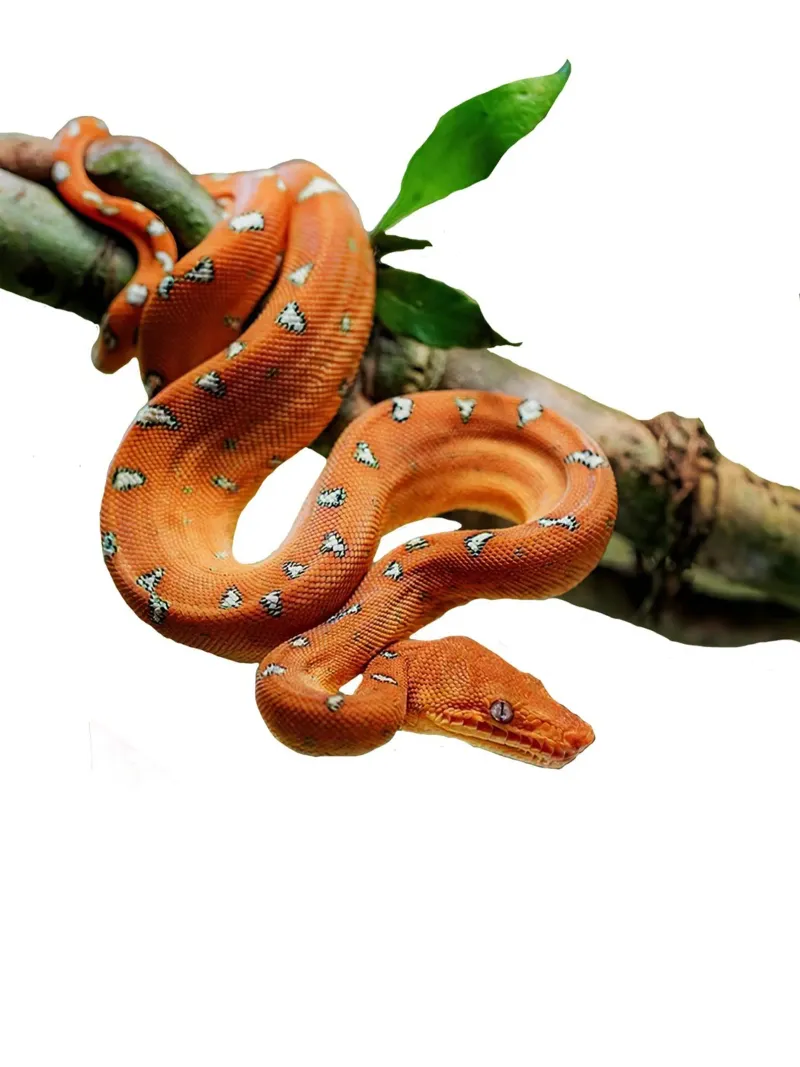 orange boa snake alluminio dibond da Brook Soul King