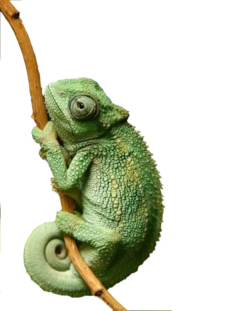 Iguana carta hahnemühle da Brook Soul King