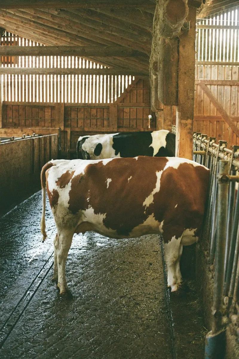 LOF Cows plexiglass da LOF