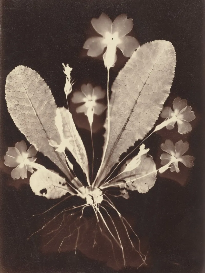 Botanical Photogram carta hahnemühle da vintageshop