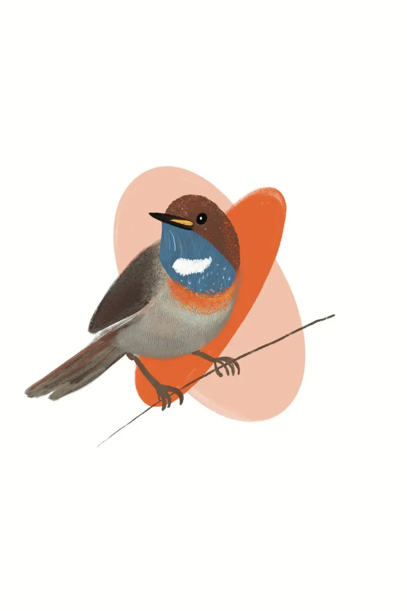 Blaukehlchen – Farbenfrohe Vogel Illustration mit blauer Keh alluminio dibond da fraeuleinvonfuchs