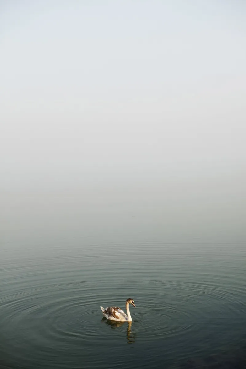 Cigno sul lago Balaton, Ungheria carta hahnemühle da fotokunst