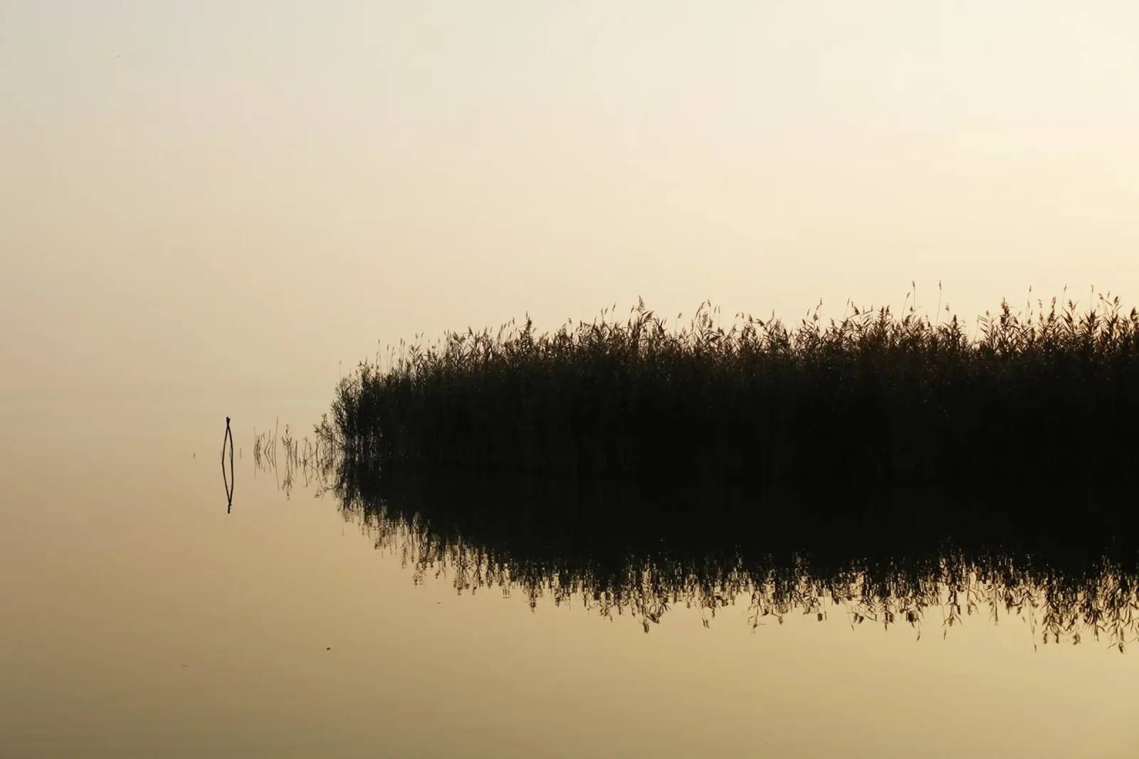 Spätherbst am Plattensee, Ungarn Alu-Dibond von Simon Koy