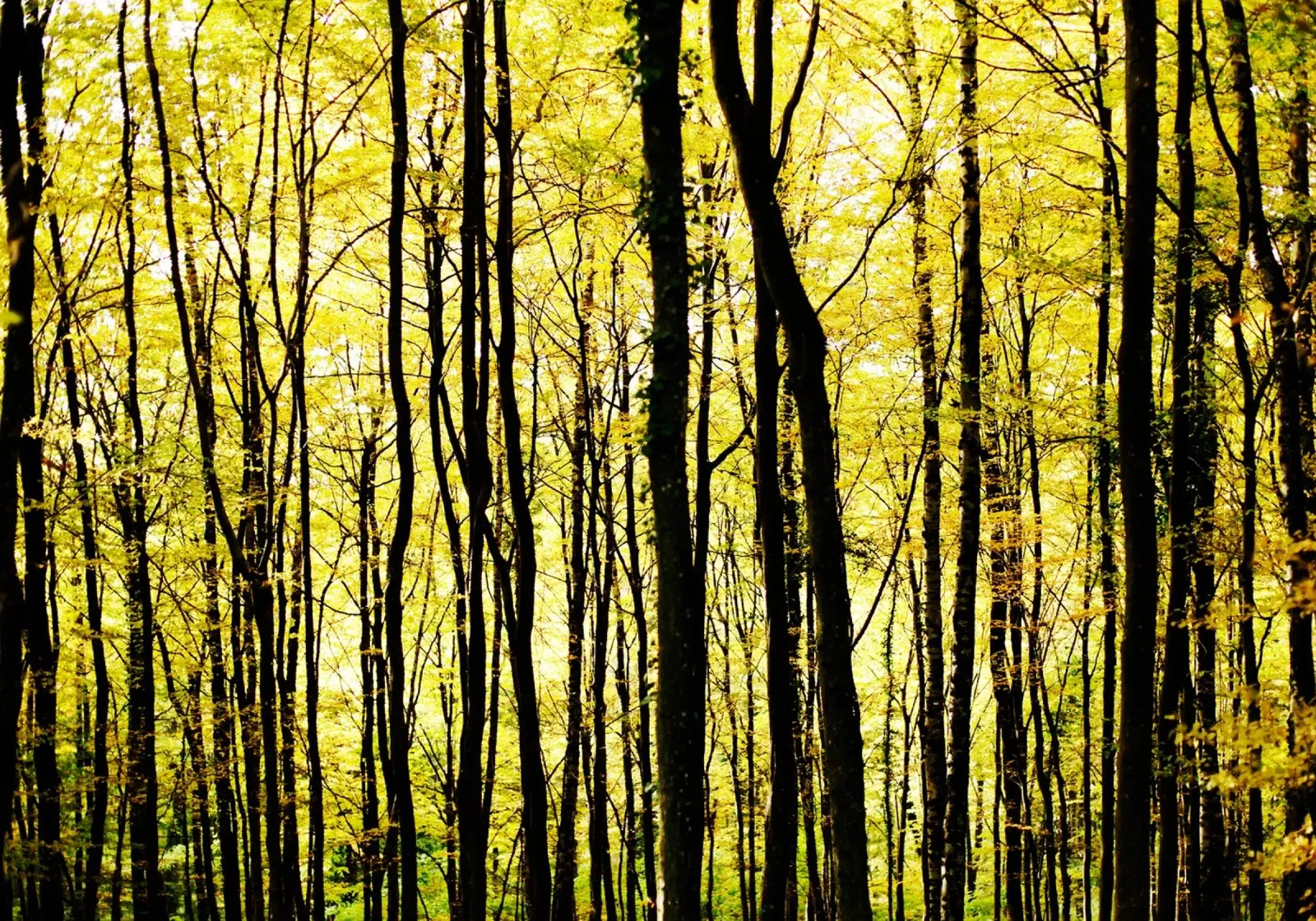 herbstlicher, grafischer Wald in slowenien Hahnemühle von fotokunst