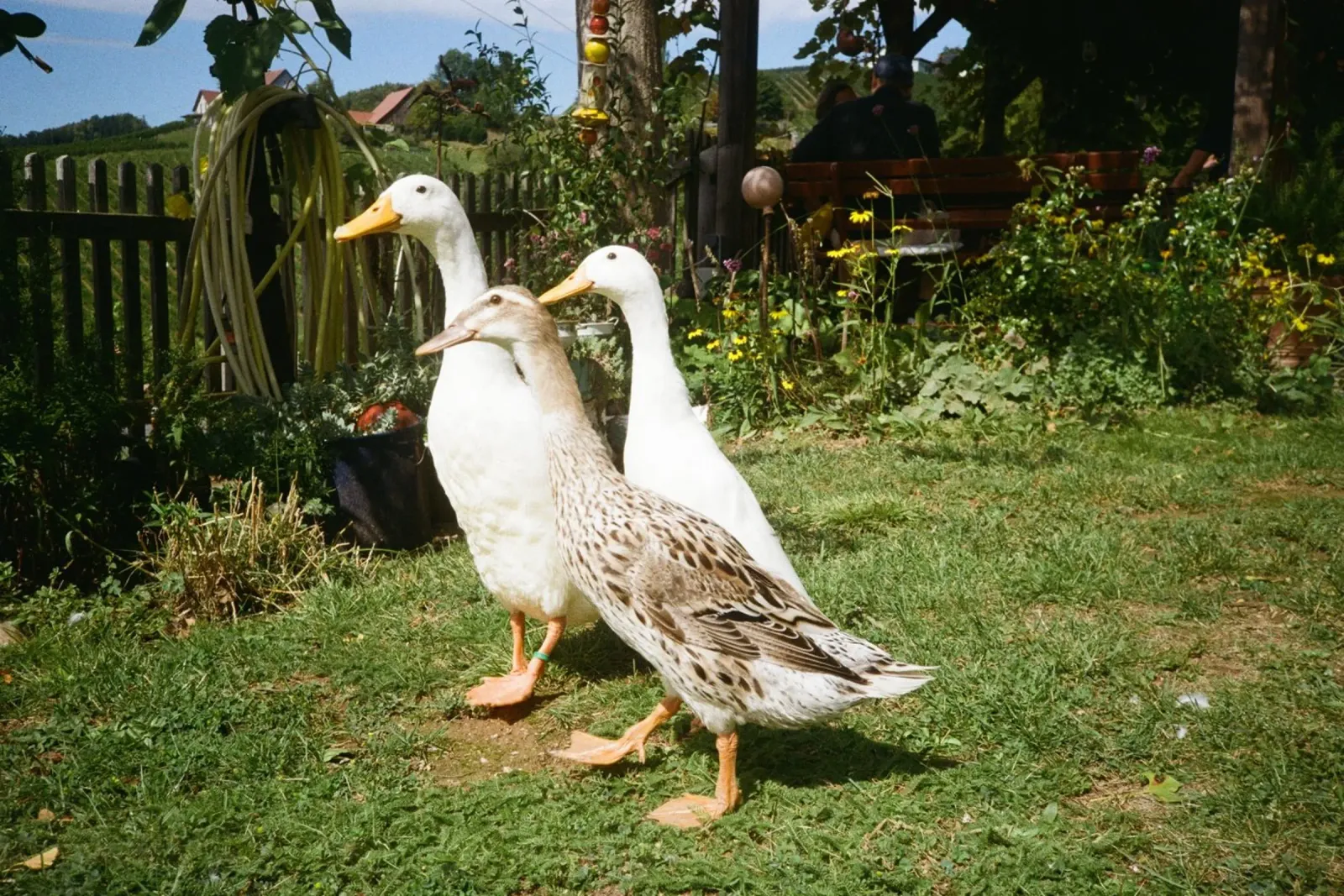 Duck LOF plexiglass da LOF