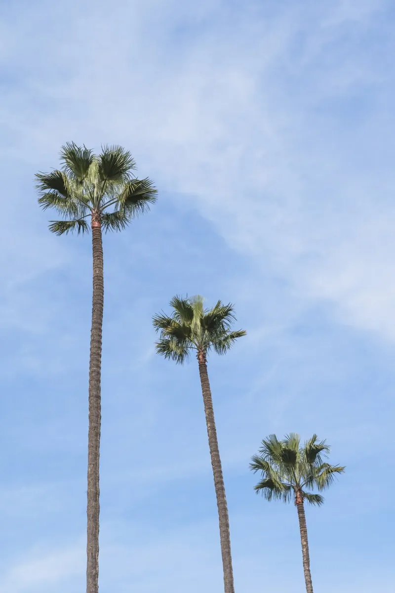 Tropical palm trees in Morocco carta hahnemühle da photolovers