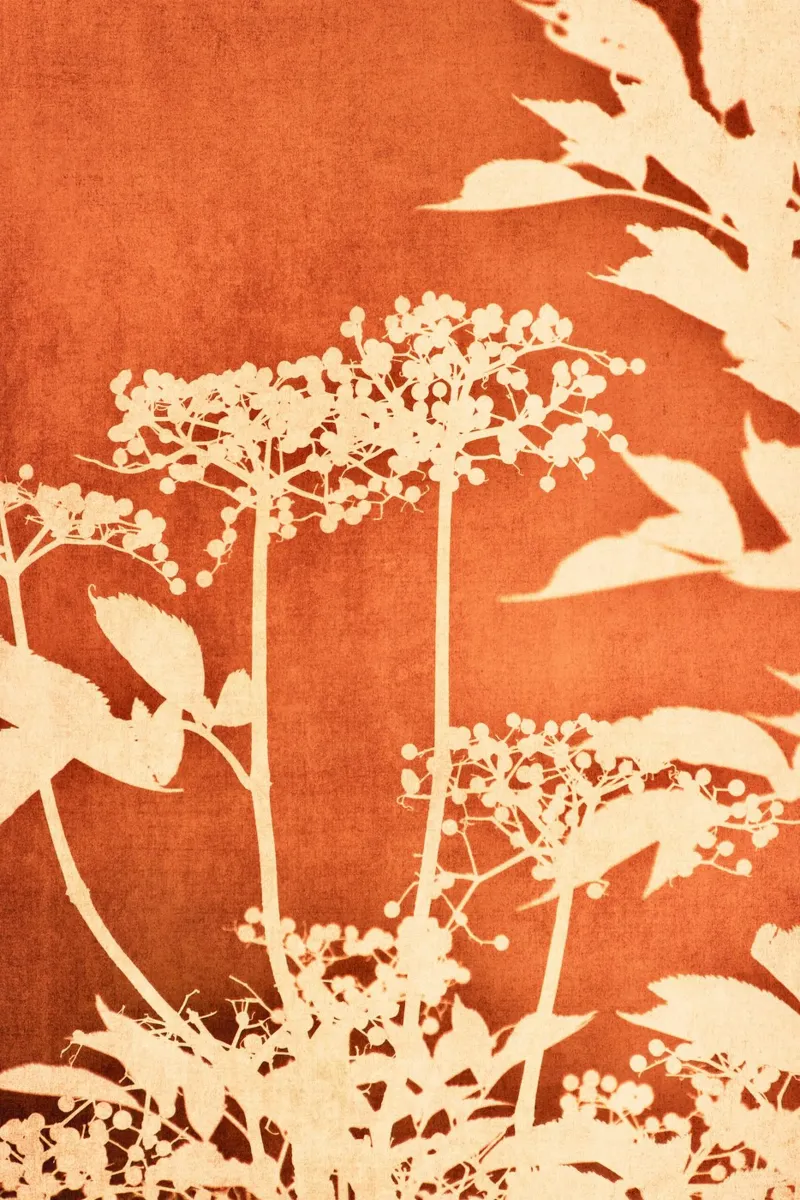 botanical silhouettes carta hahnemühle da Visuelle Poesie am Wegesrand