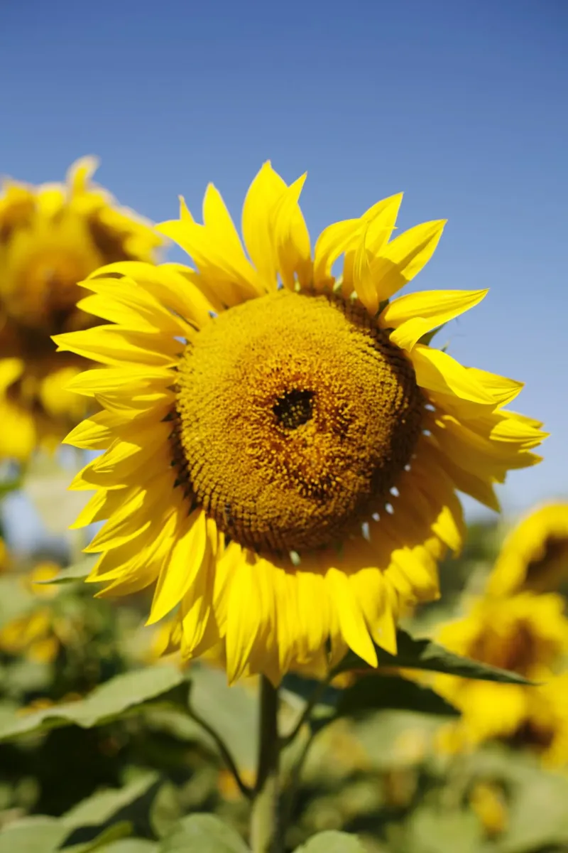 Girasole, Baviera pellicola backlit da fotokunst