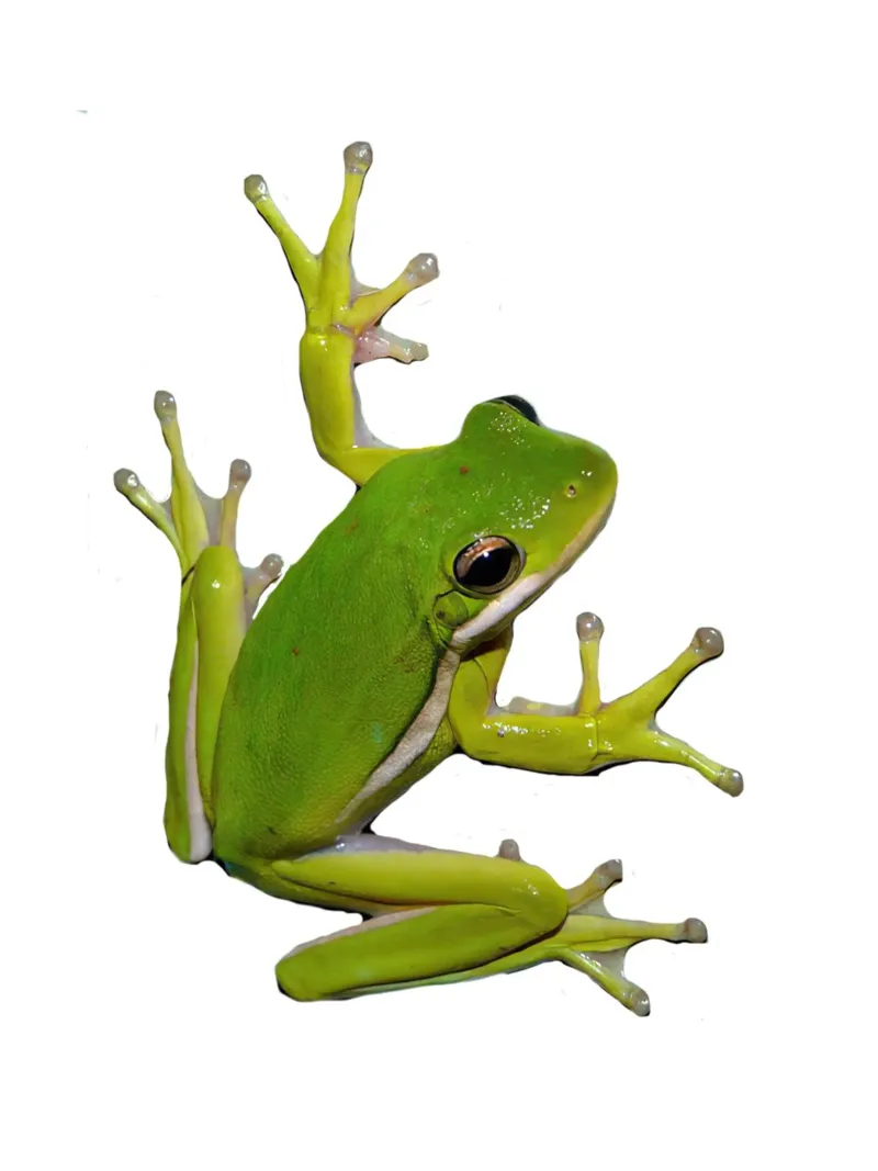 Frog carta hahnemühle da Brook Soul King